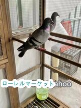 良い品質☆ハトちゃんのお部屋 大型豪華ハト小屋 防雨防腐 木製鳥かご 飼育 アヒル 屋外養殖 庭用 通気性 耐磨耗_画像6