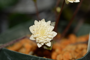 ★雪割草・山野草★　『黄花　右近』　