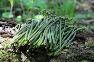 [予約]5月中旬～■山形県産　わらび　約1ｋg　あく抜き用木灰付