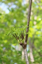 【予約】山形県産　山菜・こしあぶら120g_画像6