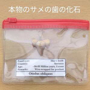 ペンダント ヘッド 鮫 歯 化石 シャーク ティース オトドゥス オブリクウス 太古 絶滅種 サメ 本物 考古 アクセサリー