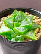 ハオルチア　萌×コンプト　ハオルシア Haworthia 多肉植物_画像1