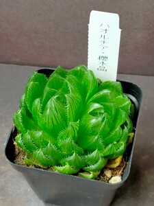 ハオルチア　桜水晶　2頭株　Haworthia 多肉植物