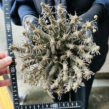 f9 Euphorbia fusca ユーフォルビア　フスカ　現地球　蛮蛇頭 蛮竜角　検(グラキリス デセプタ　ムランジーナ　塊根　_画像5