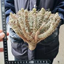 f11 Euphorbia fusca ユーフォルビア　フスカ　現地球　蛮蛇頭 蛮竜角　検(グラキリス デセプタ　ムランジーナ　塊根　_画像2