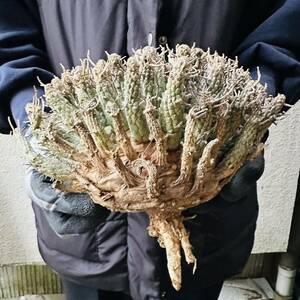 f18 Euphorbia fusca ユーフォルビア　フスカ　現地球　蛮蛇頭 蛮竜角　検(グラキリス デセプタ　ムランジーナ　塊根　