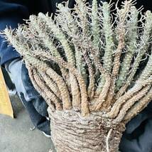 BA1 Euphorbia baliola ユーフォルビア　バリオラ　現地球　蛮蛇頭 蛮竜角　検(グラキリス デセプタ　パキプス　ムランジーナ　塊根　_画像10