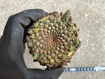 太い特大g8現地球　Euphorbia gatbergensis ユーフォルビア　ガトベルゲンシス　鷲卵丸　検(グラキリス デセプタ　ムランジーナ　塊根　_画像5