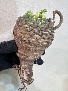 特大g13現地球　Euphorbia gatbergensis ユーフォルビア　ガトベルゲンシス　鷲卵丸　検(グラキリス デセプタ　ムランジーナ　塊根　