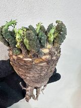 特大g10 現地球　Euphorbia gatbergensis ユーフォルビア　ガトベルゲンシス　鷲卵丸　検(グラキリス デセプタ　ムランジーナ　塊根　_画像1