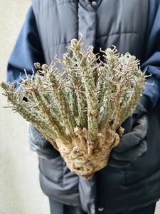 f9 Euphorbia fusca ユーフォルビア　フスカ　現地球　蛮蛇頭 蛮竜角　検(グラキリス デセプタ　ムランジーナ　塊根　