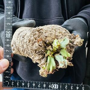 既に微発根？C9 Euphorbia clavigeraユーフォルビア クラビゲラ 現地球 検(グラキリス デセプタ パキプス ムランジーナ 塊根 の画像6