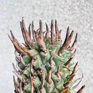  s12 Euphorbia schoelandii ユーフォルビア スコエランディ 闘牛角 現地球 検(グラキリス デセプタ ムランジーナ 塊根 の画像6
