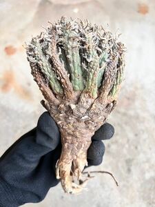 F3 Euphorbia fusca ユーフォルビア　フスカ　現地球　蛮蛇頭 蛮竜角　検(グラキリス デセプタ　ムランジーナ　塊根　