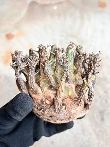 F6 Euphorbia fusca ユーフォルビア　フスカ　現地球　蛮蛇頭 蛮竜角　検(グラキリス デセプタ　ムランジーナ　塊根　