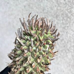  s13 Euphorbia schoelandii ユーフォルビア スコエランディ 闘牛角 現地球 検(グラキリス デセプタ ムランジーナ 塊根 の画像7