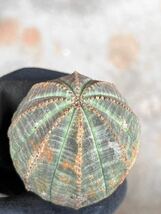 OB15 現地球　Euphorbia obesa ユーフォルビア　オベサ　検(グラキリス デセプタ　ムランジーナ　塊根_画像6