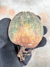 OB15 現地球　Euphorbia obesa ユーフォルビア　オベサ　検(グラキリス デセプタ　ムランジーナ　塊根_画像4