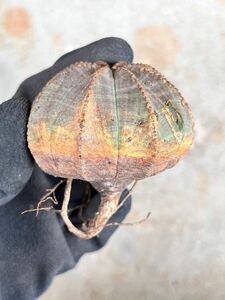 OB22 南ア現地球　Euphorbia obesa ユーフォルビア　オベサ　検(グラキリス デセプタ　ムランジーナ　塊根