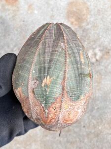 特大OB26 南ア現地球　Euphorbia obesa ユーフォルビア　オベサ　検(グラキリス デセプタ　ムランジーナ　塊根