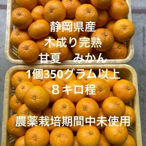 【無くなり次第終了】静岡県産　無農薬　木成り完熟　甘夏　みかん　8キロ　1個350グラム以上 