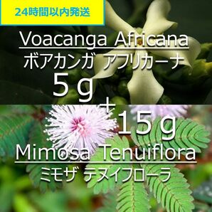 【無農薬】天然染料 ボアカンガ 5g & ミモザ 15g ずつお試しセット