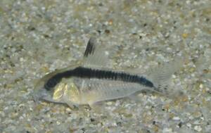 ★ Corydoras alcuatus super = super alcu taste ★