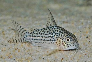 ★ Corydoras aragui encis ★