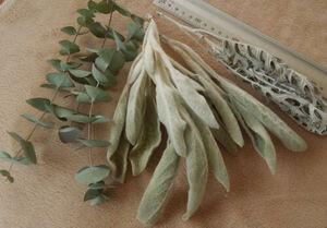  dry flower eucalyptus Ram z year white ta lure k leaf material 