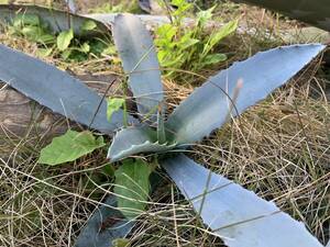 アガベ　アメリカーナ　アブラプタ1　Agave americana v. abrupta1