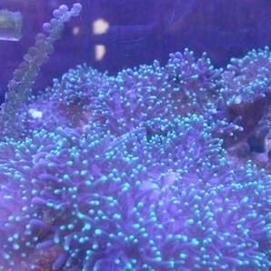 水槽で増殖したもの・ディスクコーラルヘアリータイプ蛍光グリーン（1個付）4～5ｃｍ位・サンゴ岩付 ソフトコーラル サンゴ （A）の画像2