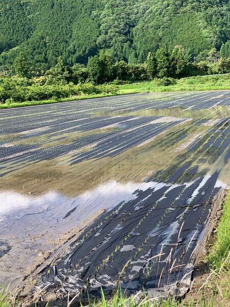 自然栽培米　伊勢ひかり　10キロ　高アミロース　除草剤も化学肥料も使わない元気米　20年以上の経験　