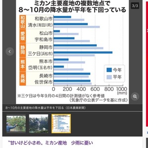 全国送料無料 3月店頭普通サイズL玉 5kgみかん専用箱にぎゅうぎゅういっぱい 弥生紅になれなかった家庭用いよかん伊予柑 愛媛中島産56の画像10