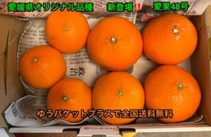 こちら入れて2箱限定　愛媛県限定栽培みかん　紅プリンセスと同品種　愛果48号　ゆうパケットプラスで全国送料無料　②