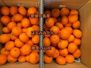 全国送料無料　はるみみかん　傷無選別　小玉　箱込み5kg 愛媛中島産　