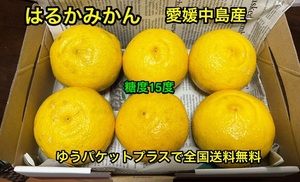 全国送料無料　はるかみかん　箱込み1.3kgくらい　大玉6個　ゆうパケットプラスで全国送料無料　愛媛中島産　③