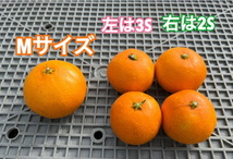 はるみみかん　小玉　ほとんど温州みかんSと2Sサイズくらい　箱込み5kg かなり訳あり　数日で食べ切る方におすすめ♪　 愛媛中島産　66_画像10