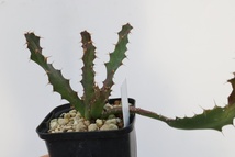 Euphorbia clavigera ユーフォルビア　クラビゲラ_画像2