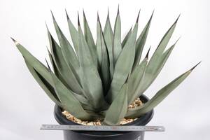 Agave nigra (= Agave sharkskin) アガベ　ニグラ シャークスキン