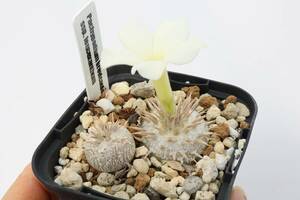 Pachypodium brevicaule ssp. leucoxanthum パキポディウム　ブレビカウレ 恵比寿笑い　白花