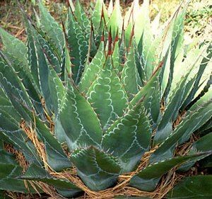 Agave montana アガベ モンタナ 種子 50粒