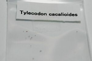 Tylecodon cacalioides チレコドン カカリオイデス 鐘鬼 約50粒