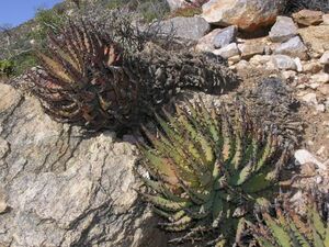 Aloe melanacantha アロエ メラナカンサ 種子 100粒