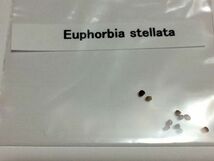 Euphorbia stellata ユーフォルビア ステラータ 飛竜 種子 20粒_画像3