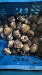 【北海北の味】北海道産　特大サイズ　活ホッキ貝３ｋｇ詰め　7-9個入り　刺身・焼き物など