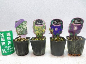 [ green. market ] clematis 4 kind collection (022063) total height :8~15.* same packing correspondence [ together transactions ] strict observance *80 size postage clear writing 