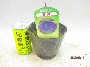 [緑の市場]山アジサイ 藍姫 抜き苗発送 (31427)＊定形外郵便発送：送料無料※鉢無/用土(根鉢)無