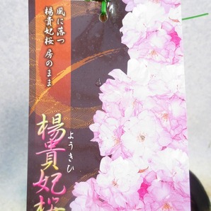 [緑の市場]桜の苗木 楊貴妃桜(3903)全高：51㎝＊同梱包対応「まとめて取引」厳守＊100サイズ送料明記の画像1