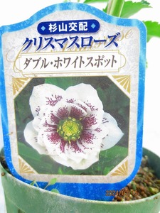 [ green. market ] Christmas rose (31544) total height :36.* same packing correspondence [ together transactions ] strict observance *80 size postage clear writing 