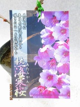 [緑の市場]桜の苗木 熱海寒桜 (32574)全高：38㎝＊同梱包対応「まとめて取引」厳守＊100サイズ送料明記_画像1